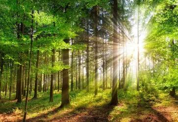 Foto zeigt einen lichtdurchfluteten Wald