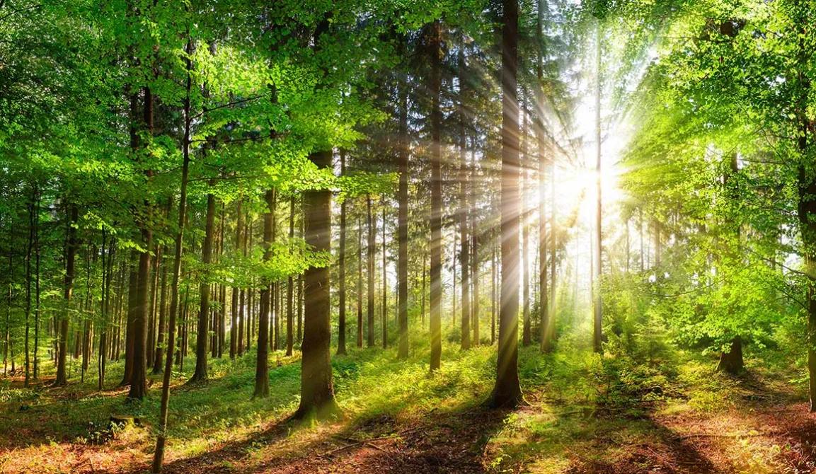 Foto zeigt einen lichtdurchfluteten Wald