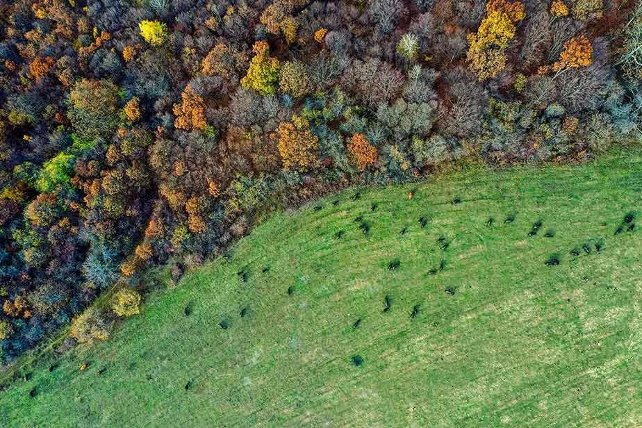 Vogelperspektive eines Waldrandes mit anschließender Wiese